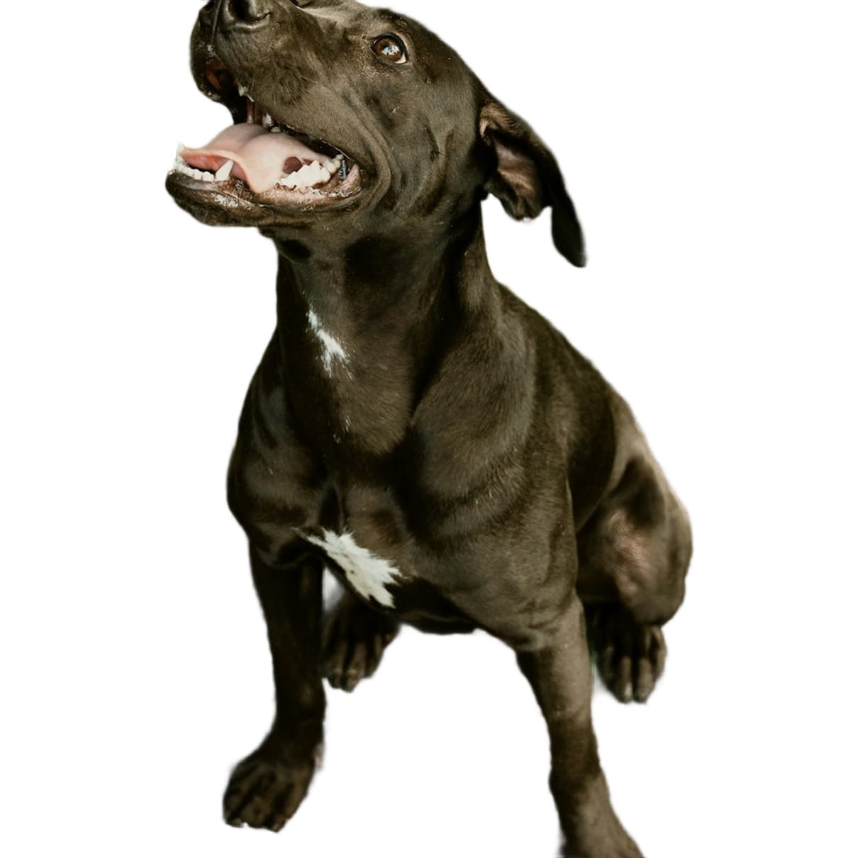 Pet after background removal